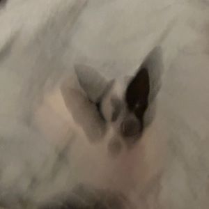 Meet your Posher, Kai